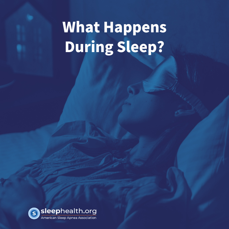 What Happens During Sleep?