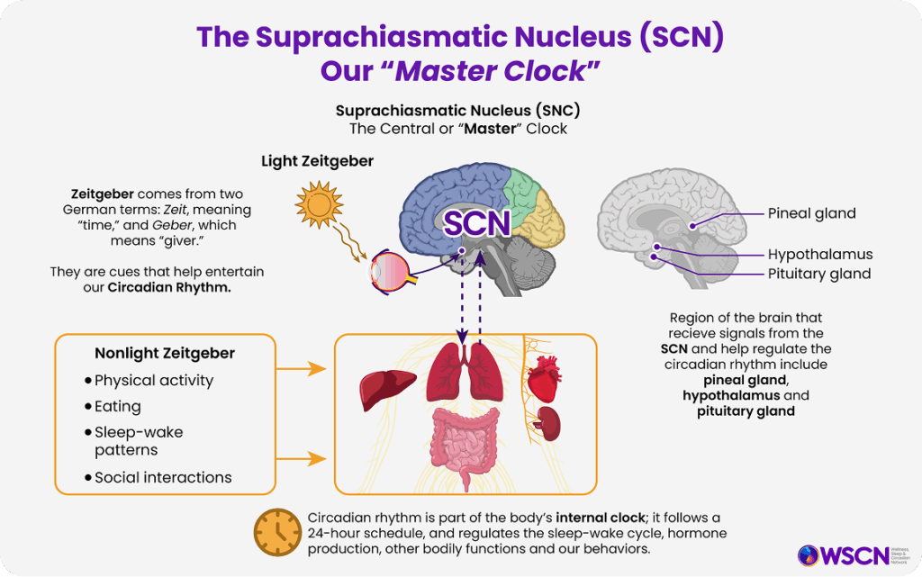 Suprachiasmatic nucleus
