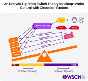 Sleep & Circadian Basics - Sleephealth.org