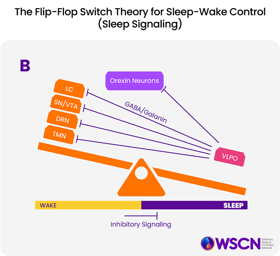 Sleep & Circadian Basics - Sleephealth.org