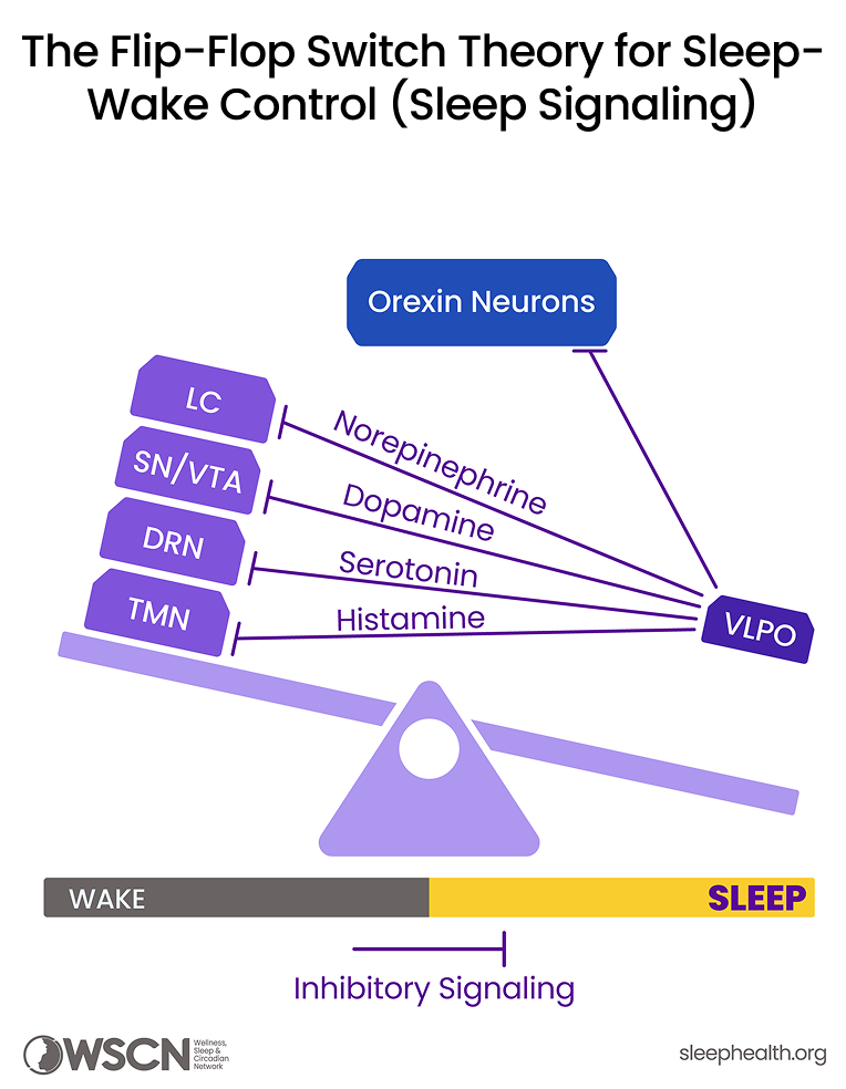 Orexin Neurons